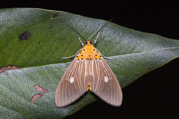 Asota caricae papillon de nuit sur la feuille verte — Photo