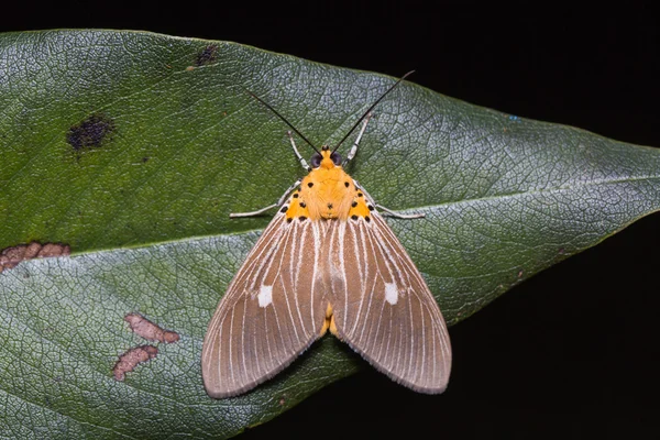 Polilla de Asota caricae sobre hoja verde —  Fotos de Stock