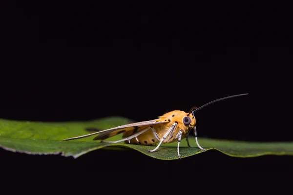 Asota caricae moth on green leaf — Stock Photo, Image