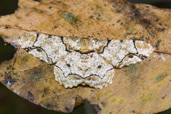 Biston inouei moth på torkade blad — Stockfoto