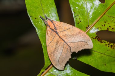 Yeşil yaprak üzerinde önemli güve