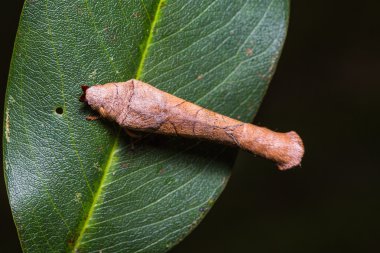 Paralebeda plagifera güve yeşil yaprak üzerinde