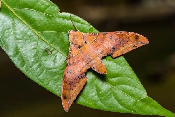 Cinnamon gliding hawkmoth on green leaf — Stock Photo, Image