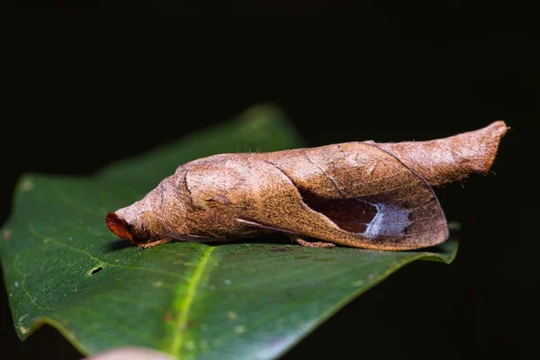 Paralebeda plagifera moth on green leaf — Stock Photo, Image