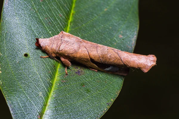 Parabeda plagifera moth on green leaf — стоковое фото