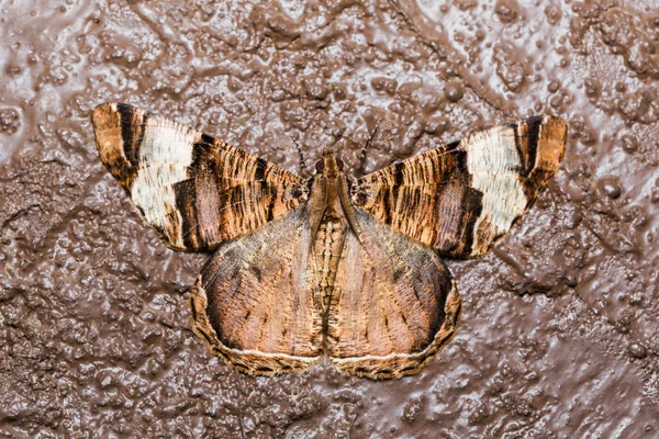Kahverengi beton duvar Geometridae moth — Stok fotoğraf