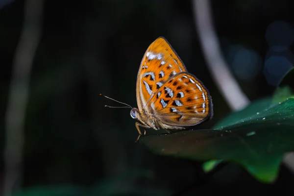 Naranja arlequín o mariposa arlequín más grande —  Fotos de Stock