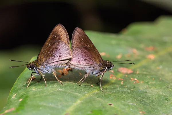 Schipper (Hesperiidae) vlinders paring — Stockfoto