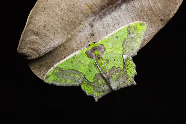 Felthia codina moth on dryed leaf — стоковое фото