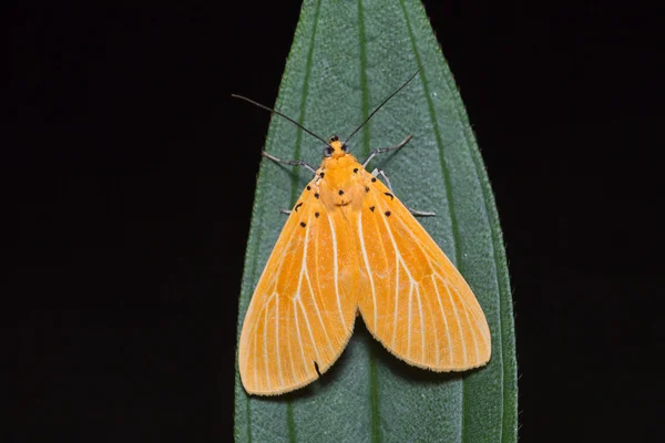 Асота яєчна метелик на зеленому листі — стокове фото