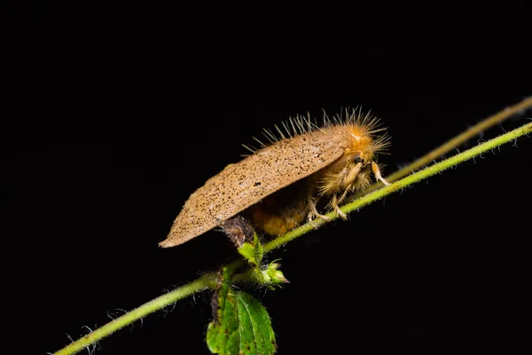 Brown moth in nature — Stock Photo, Image