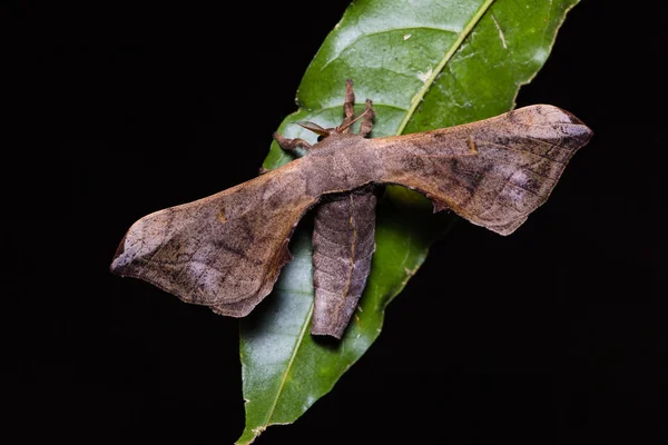 Gunda polilla en hoja verde — Foto de Stock