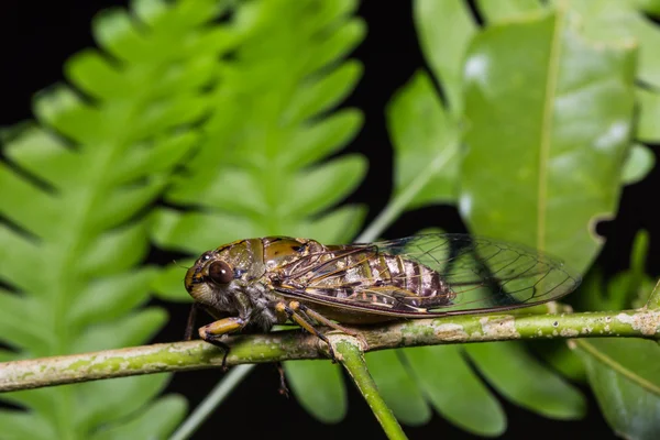 Cicada in nature — Stock Photo, Image