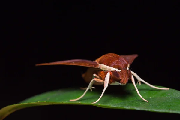 Hawk moth on green leaf — Stock Photo, Image