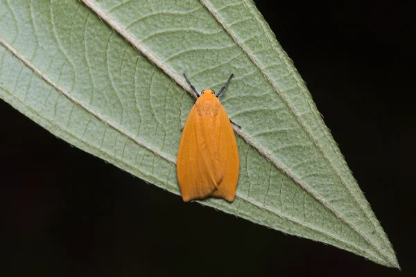 Falena arancione su foglia verde — Foto Stock