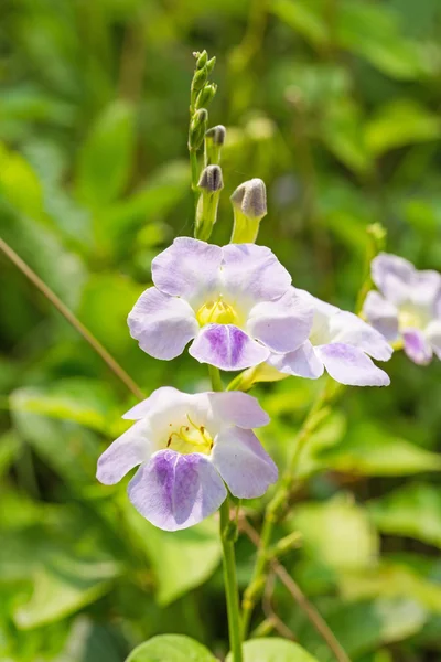 中国紫罗兰色或蠕动的狐狸花环 — 图库照片