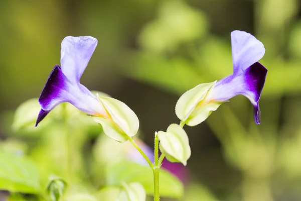 Paarse Draagarm bloemen — Stockfoto
