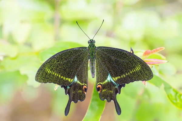 Paris pavão borboleta — Fotografia de Stock