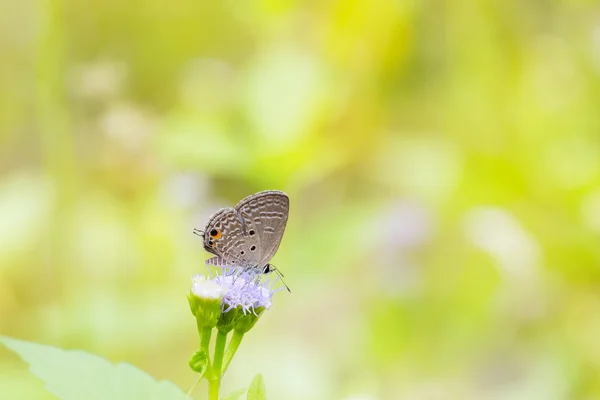 Obyčejný Cupid motýl — Stock fotografie