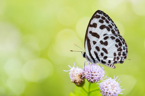 Mariposa Pierrot común —  Fotos de Stock