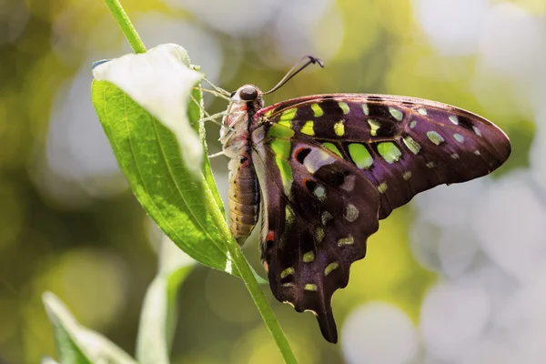 Varjostettu Jay Butterfly — kuvapankkivalokuva