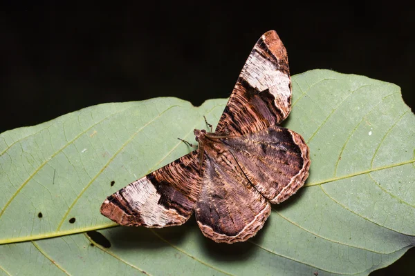 Xandrames latiferaria nachtvlinder — Stockfoto