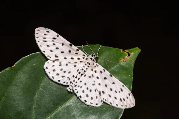 Antipercnia belluaria or Xenoplia contrasqualida moth — Stock Photo, Image