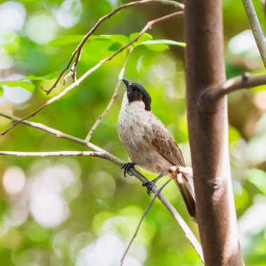 isli başlı bülbül kuşu