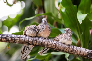 Zebra aile güvercin