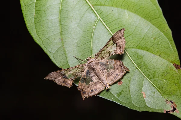 Krananda semihyalina Motte auf grünem Blatt — Stockfoto