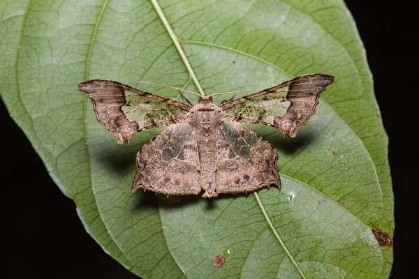 Krananda semihyalina moth on green leaf — Stock Photo, Image