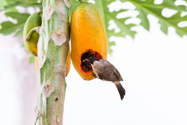 The Sooty-headed Bulbul bird — Stock Photo, Image