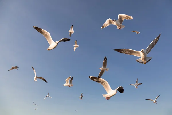 Gaviotas volando en el cielo azul — Foto de Stock