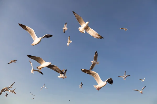 Gaivotas voando no céu azul — Fotografia de Stock