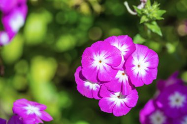 Mor yıllık Phlox çiçek