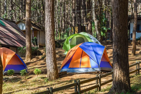 Dome tents among pine trees