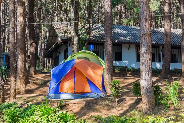 松の木の中でドーム テント — ストック写真