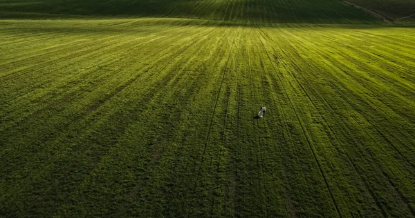 Casal homem e mulher em um vestido vão em um prado. campo verde de drone — Fotografia de Stock