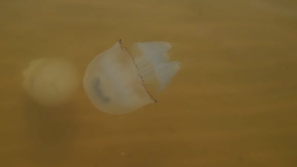 Meduzy pływają niedaleko brzegu. Ekologia. Życie morskie na morzu — Wideo stockowe
