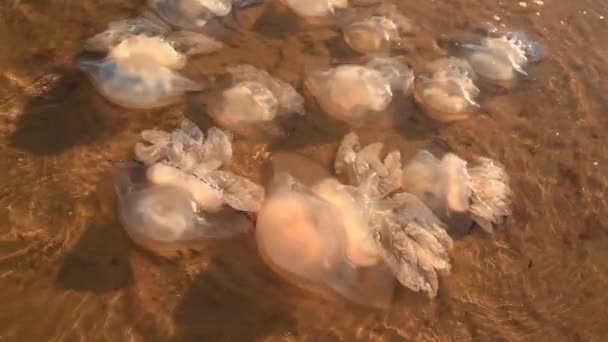 Medusas mortas nadam perto da costa. Ecologia. Vida marinha após tempestade — Vídeo de Stock
