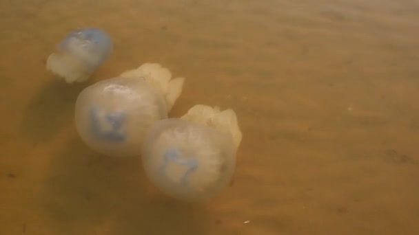 Medusas nadam perto da costa. Ecologia. Vida marinha no mar — Vídeo de Stock