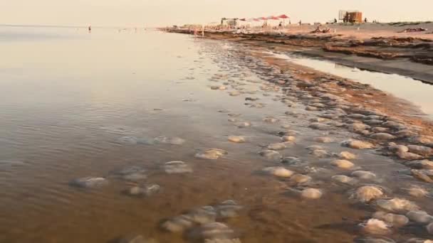 Medusas muertas nadan cerca de la costa. Ecología. Vida marina después de la tormenta — Vídeos de Stock