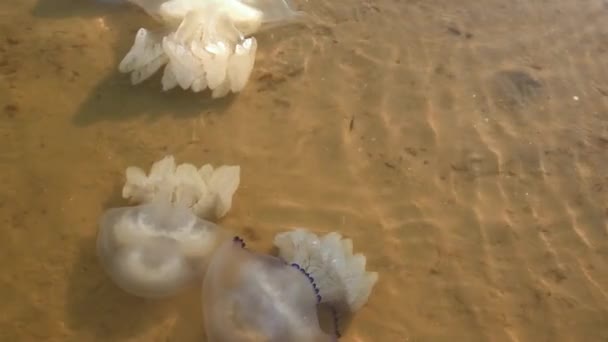 Medusas muertas nadan cerca de la costa. Ecología. Vida marina después de la tormenta — Vídeo de stock