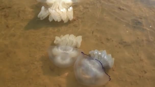 Мертві медузи плавають біля берега. Екологія. Морське життя після шторму — стокове відео