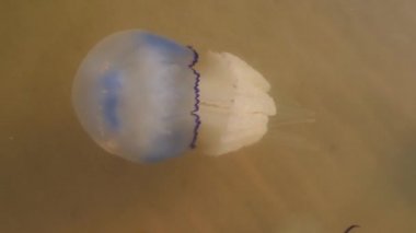  Denizanası kıyıya yakın yüzer. Ekoloji. Denizdeki deniz yaşamı