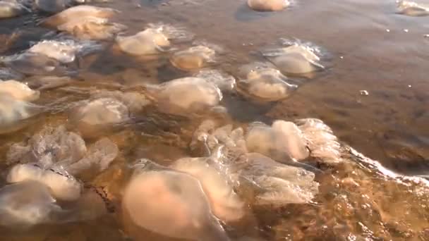 Medusas muertas nadan cerca de la costa. Ecología. Vida marina después de la tormenta — Vídeos de Stock