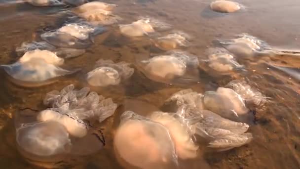 Medusas muertas nadan cerca de la costa. Ecología. Vida marina después de la tormenta — Vídeo de stock