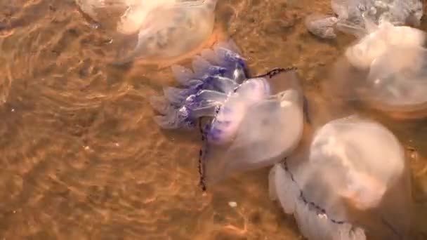 A döglött medúza a part közelében úszik. Ökológia. Tengeri élet vihar után — Stock videók