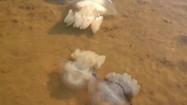 Ölü denizanaları kıyıya yakın yüzer. Ekoloji. Fırtınadan sonra deniz hayatı