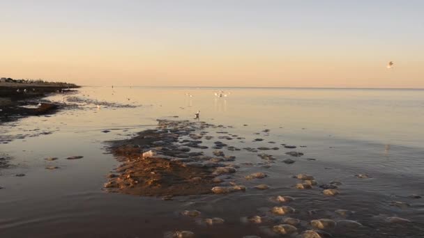 Död manet simmar nära stranden. Ekologi. Marint liv efter storm — Stockvideo